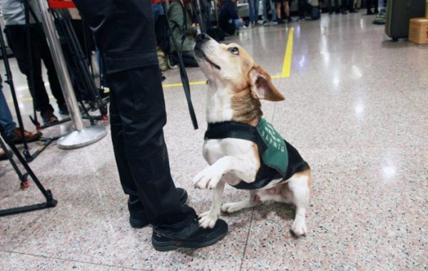 由緬甸入境的旅客以行李推車衝撞檢疫犬，就連蹲下保護檢疫犬的領犬員都遭到攻擊。（照片中非當事檢疫犬）（圖／資料照片）