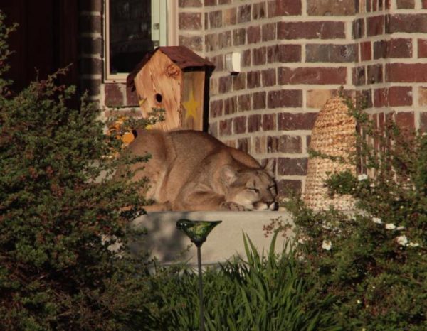 這隻美洲獅似乎很喜歡他們家的門廊，太陽曬著曬著就睡著了～（圖／FB@rjriding）