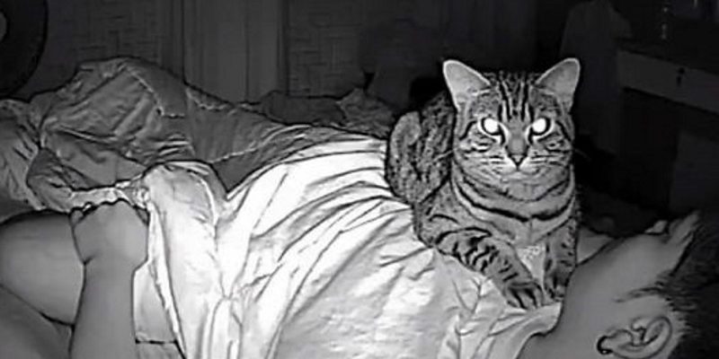 泰國貓奴好奇貓咪半夜都在幹嘛　裝監視器竟拍下牠「濃烈的愛」　
