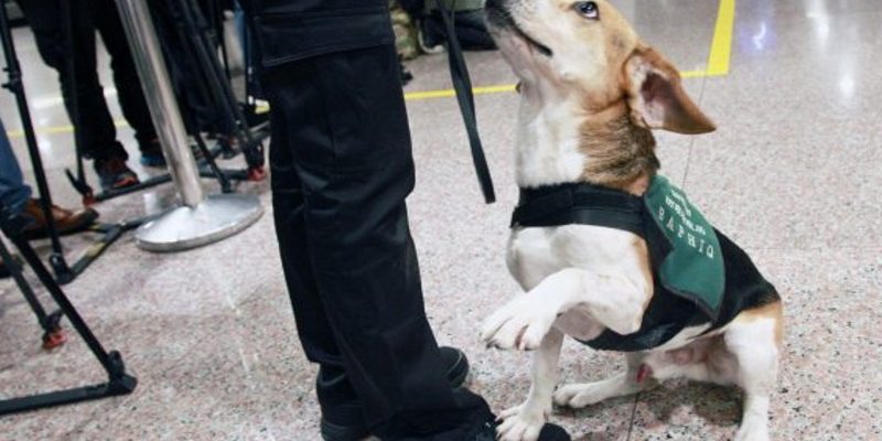 緬甸華僑入境情緒失控　攻擊檢疫犬打傷領犬員
