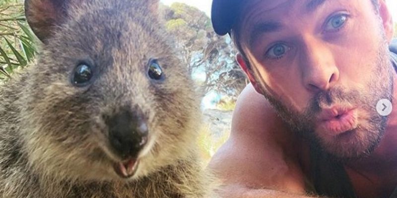 雷神克里斯漢斯沃造訪澳洲小島　和短尾矮袋鼠比萌！
