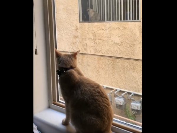 Coffman說：「當我一早醒來時，Simon在窗邊碎念，我抬起頭往窗外一看，發現對面鄰居窗邊竟然有一隻貓！我在這裡住兩年了，從沒見過他們的貓。」(圖/twitter@kenziecoffman) 