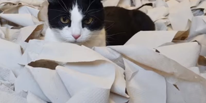 百捲衛生紙打造遊戲室　貓主子為之瘋狂撲好撲滿！
