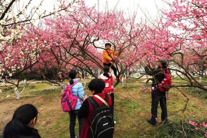 中國大陸的婆婆媽媽們，喜歡爬到櫻花樹上拍攝網美照。（圖／翻攝網路）