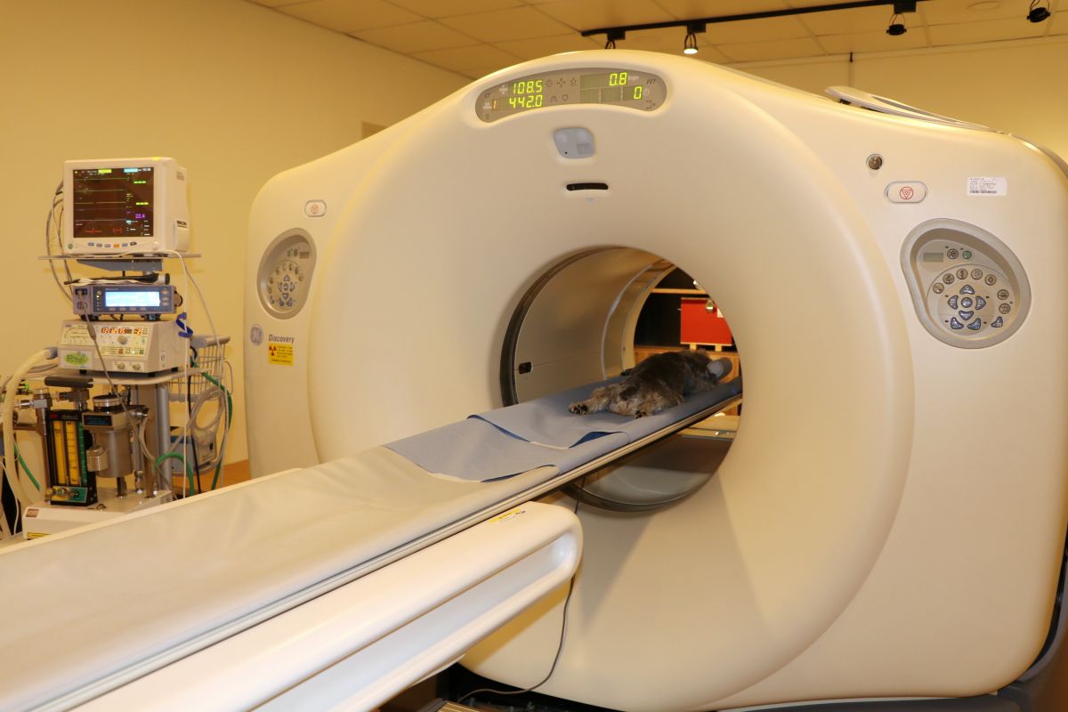 根據國立陽明大學數據指出，犬貓和人類擁有許多相似疾病，且罹癌機率更高達54%。日前陽明大學正式成立「創譯動影CTAI」寵物正子電腦斷層掃描中心，讓家中毛小孩也有機會進行高階影像檢查，協助獸醫師治療毛小孩癌症。（圖／國立陽明大學提供）
