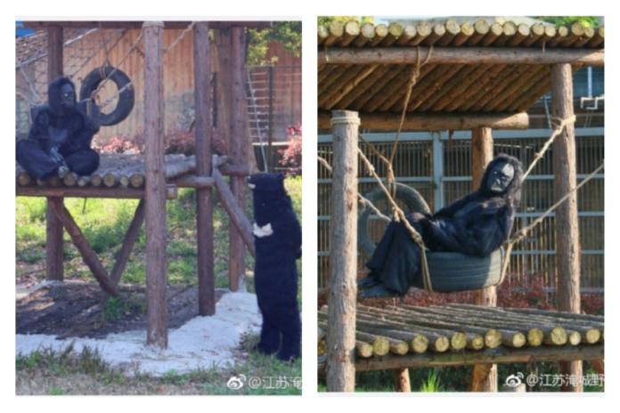 傻眼！動物園猩猩工讀生扮的　遊客怒：花錢看你耍人？

