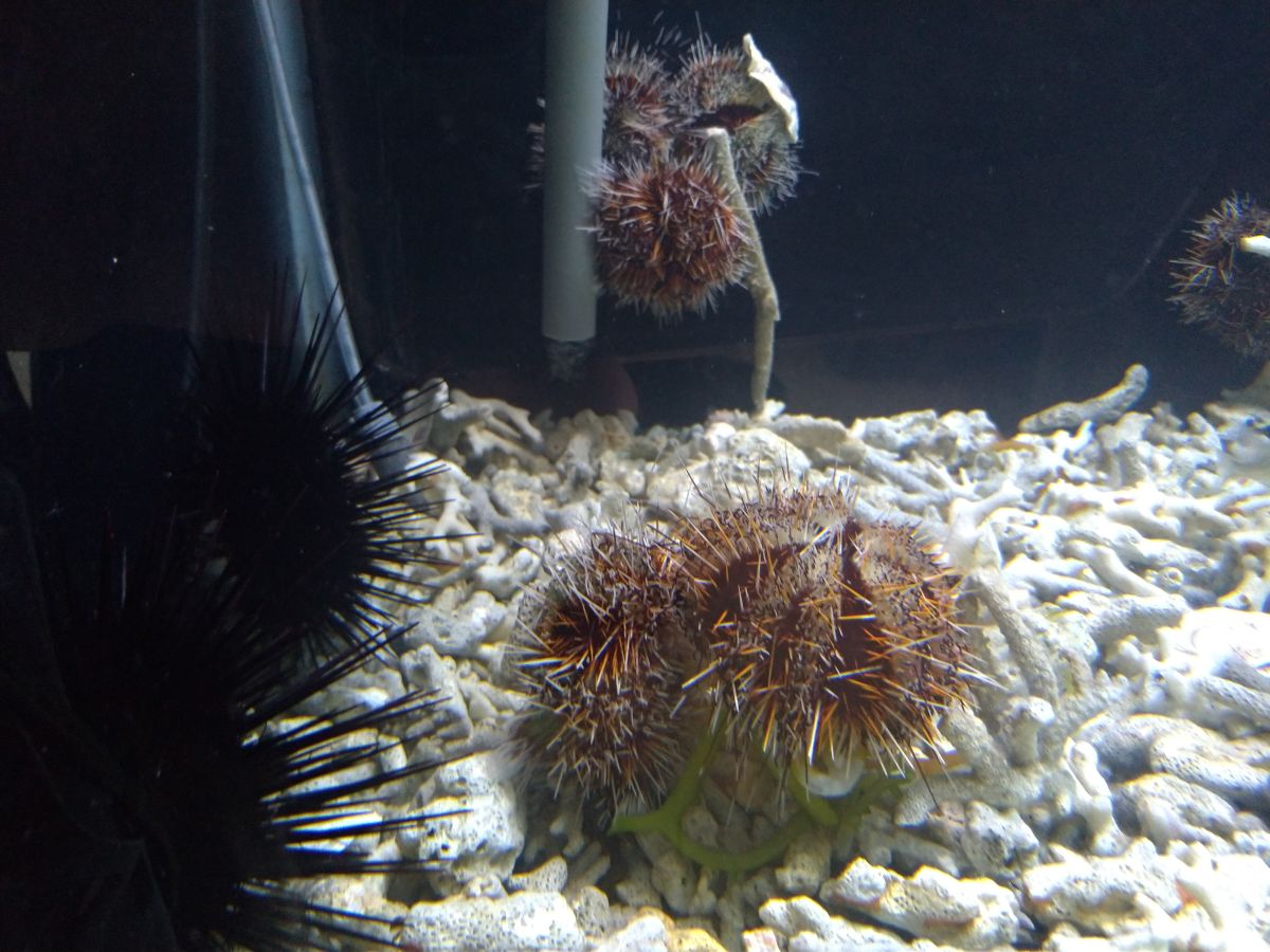 ▲馬糞海膽的管足相當的發達，可將周圍的海藻、碎珊瑚、貝殼、海綿甚至垃圾吸附於外表，乍看之下猶如丐幫衣服上的補丁。（圖／記者張塵攝）