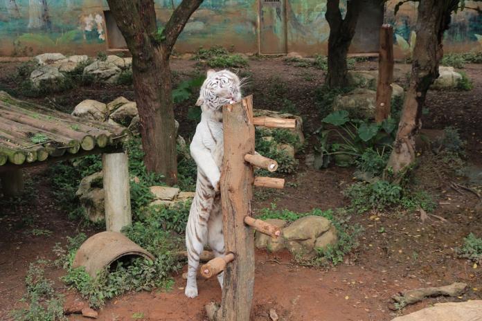 白老虎打詠春、紅毛猩猩舞輕功　動物派對玩「HEN」大
