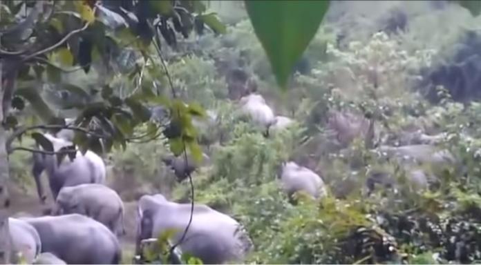 ▲馬來西亞一處橡膠園遭巨象襲擊。（圖／截自YouTube）