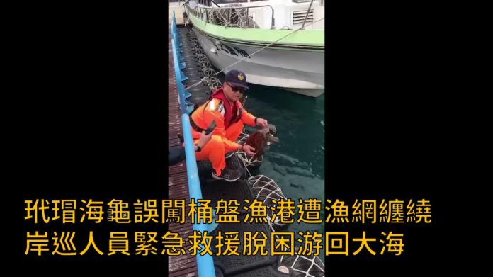 影／玳瑁海龜桶盤漁港受困　安檢人員緊急救援脫困
