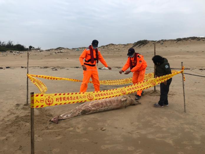 ▲岸巡人員昨日下午於金沙據點發現死亡鯨豚，經查應為珍貴的中華白海豚。（圖／岸巡提供）
