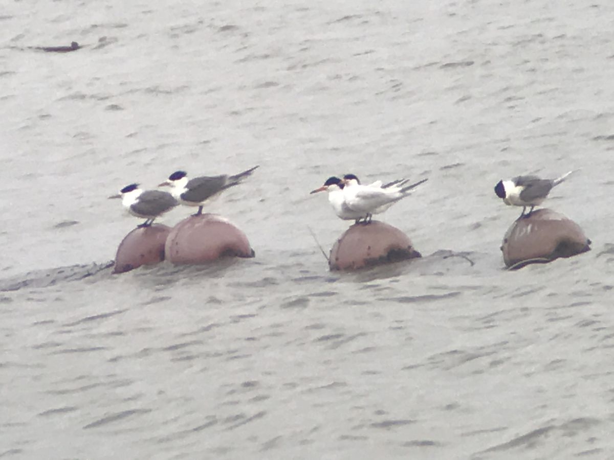 ▲神話之鳥黑嘴端鳳頭燕鷗，相隔4年後，再度被發現在金門現蹤。（圖／張瀚柏提供）