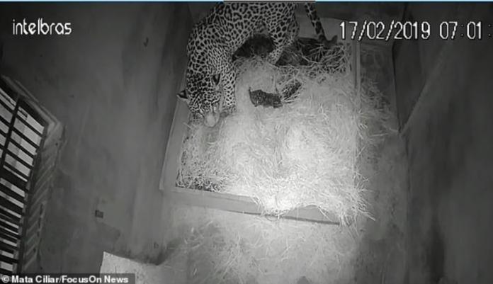 全球首隻人工授精美洲豹寶寶　出生第二天就被媽媽吃掉
