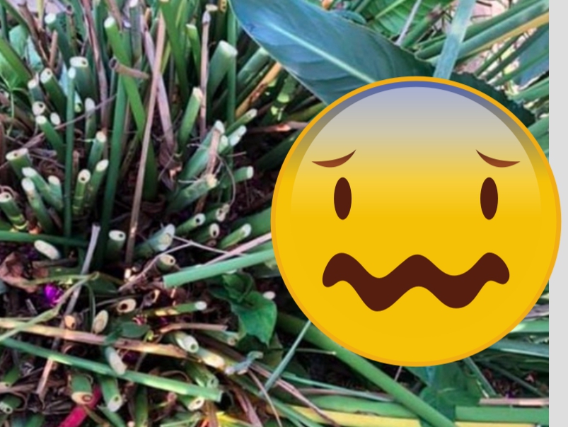 ▲猜猜蛇躲在哪裡？（圖／翻攝網路）