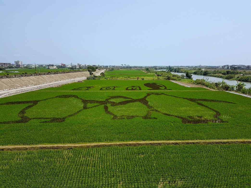 ▲壯圍鄉中央大橋下稻田「企鵝」圖樣從現在到五月底是觀賞、拍照的最佳時機。（圖／記者李清貴攝,2019.4.8)