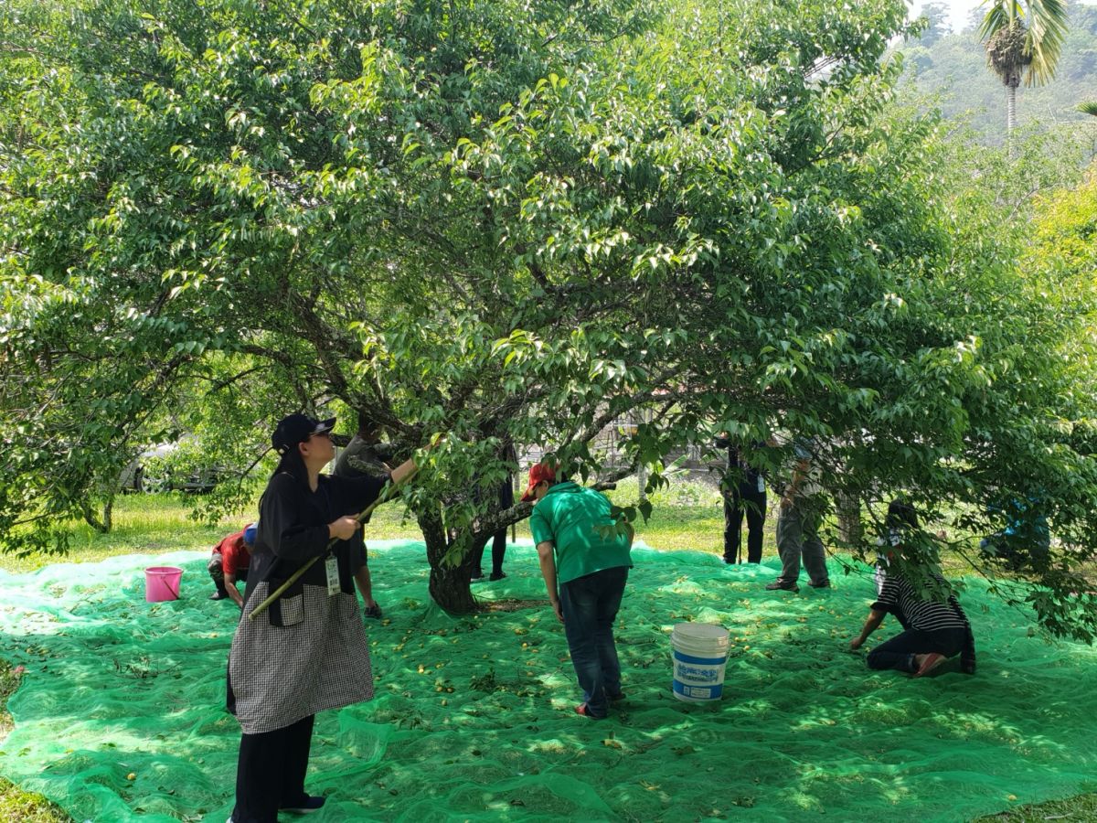 ▲青梅成熟季，來去清流部落竿採青梅，享受田野樂趣。（圖／金武鳳攝，2019.4.9)