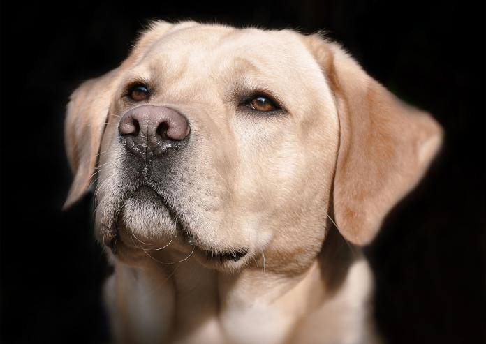 拉布拉多個性穩定，是最常被挑選做為導盲犬的狗種。（圖／PIXABAY）