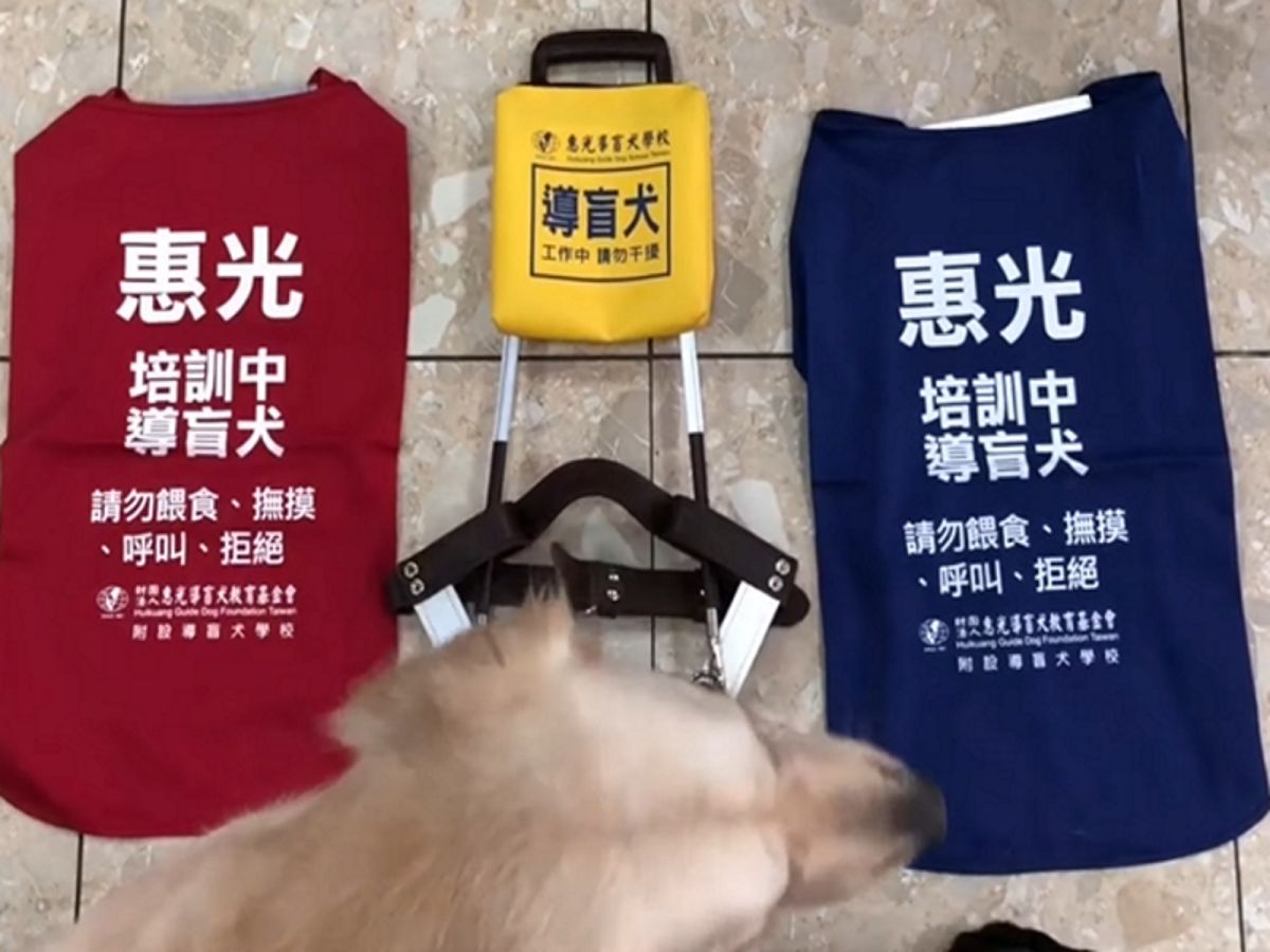 導盲犬的配件。（圖／翻攝自惠光導盲犬學校）