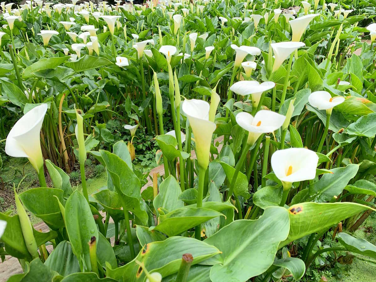 ▲海芋達人必看攻略！不只選好採好 還要插得好！(圖/公關照片)