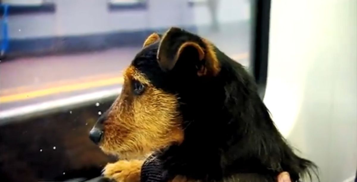 ▲獨自搭火車的小狗。（圖／截自推特）