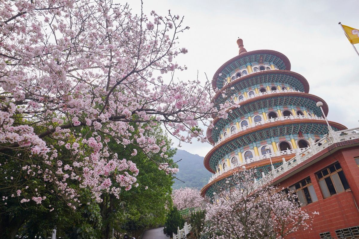 ▲櫻花迷期待已久的天元宮吉野櫻終於登場。（圖／新北市景觀處提供）