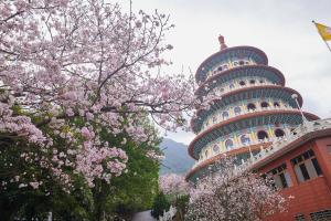 淡水天元宮櫻花開了!國旅3大走春賞櫻路線推薦 高雄櫻花季加碼 ▲櫻花迷期待已久的天元宮吉野櫻終於登場。(圖/新北市景觀處提供)
