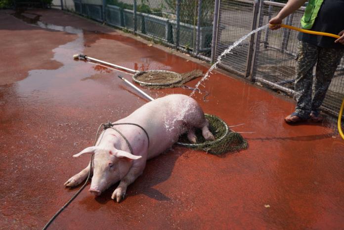 動物之家人員為豬隻洗澡
