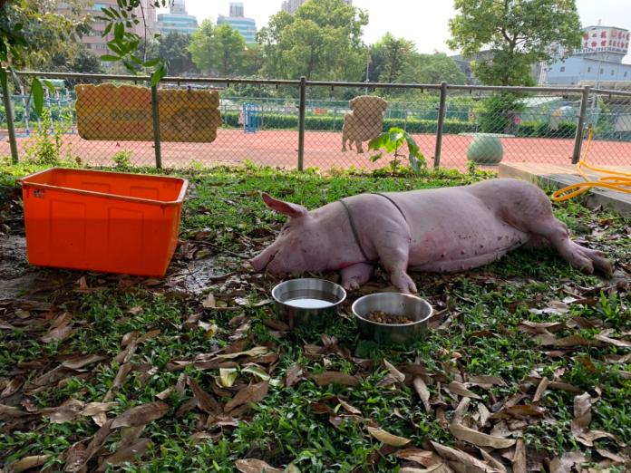 ▲白豬摔車受傷，安置在板橋動物之家2週。（圖／新北市動保處提供）