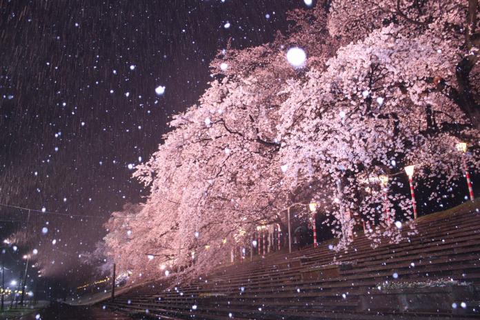 氣候異常造就日本「雪櫻」奇景　美如人間仙境
