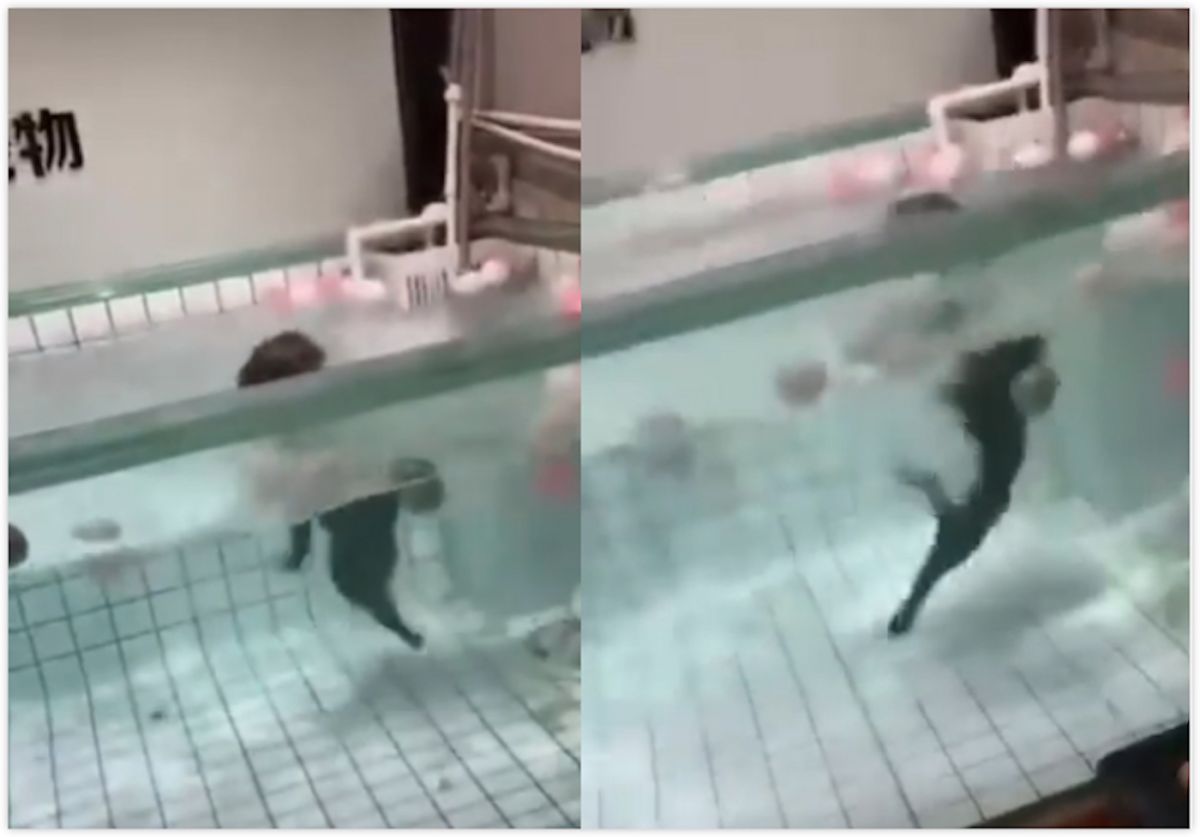 ▲中國大陸泉州一名飼主 9 日帶著愛犬法鬥，到一家寵物店戲水，豈料店員將法鬥放入水池後，卻沒注意到牠不諳水性，法鬥在水池痛苦掙扎約 30 秒後溺斃。（圖／翻攝自 twitter ）