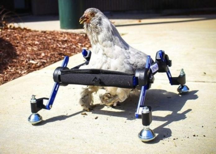 女童為殘疾雞打造輪椅　電視節目：乾脆把牠吃掉
