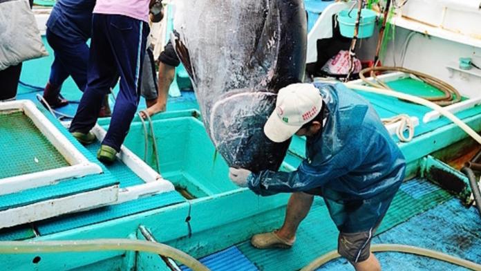 ▲屏東琉球籍漁船「滿大豐2號」在今日上午傳出捕獲黑鮪魚的捷報，可望成為2019屏東第一鮪。(資料照片／東港漁會提供)
