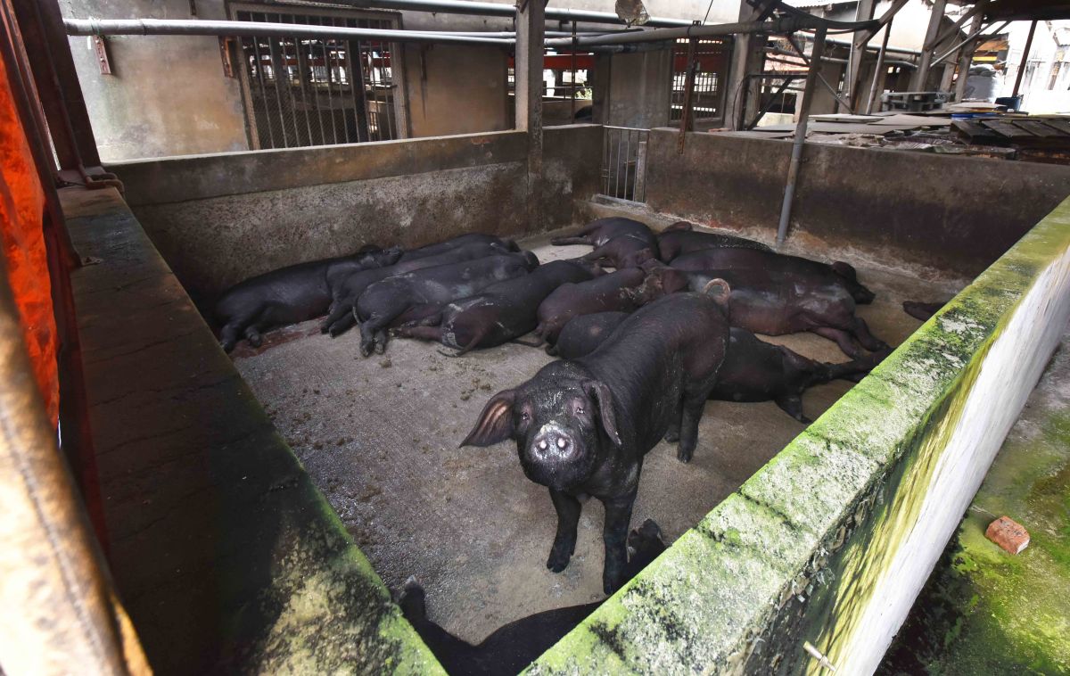 防堵非洲豬瘟！全面禁止廚餘養豬 環境部曝廚餘去向