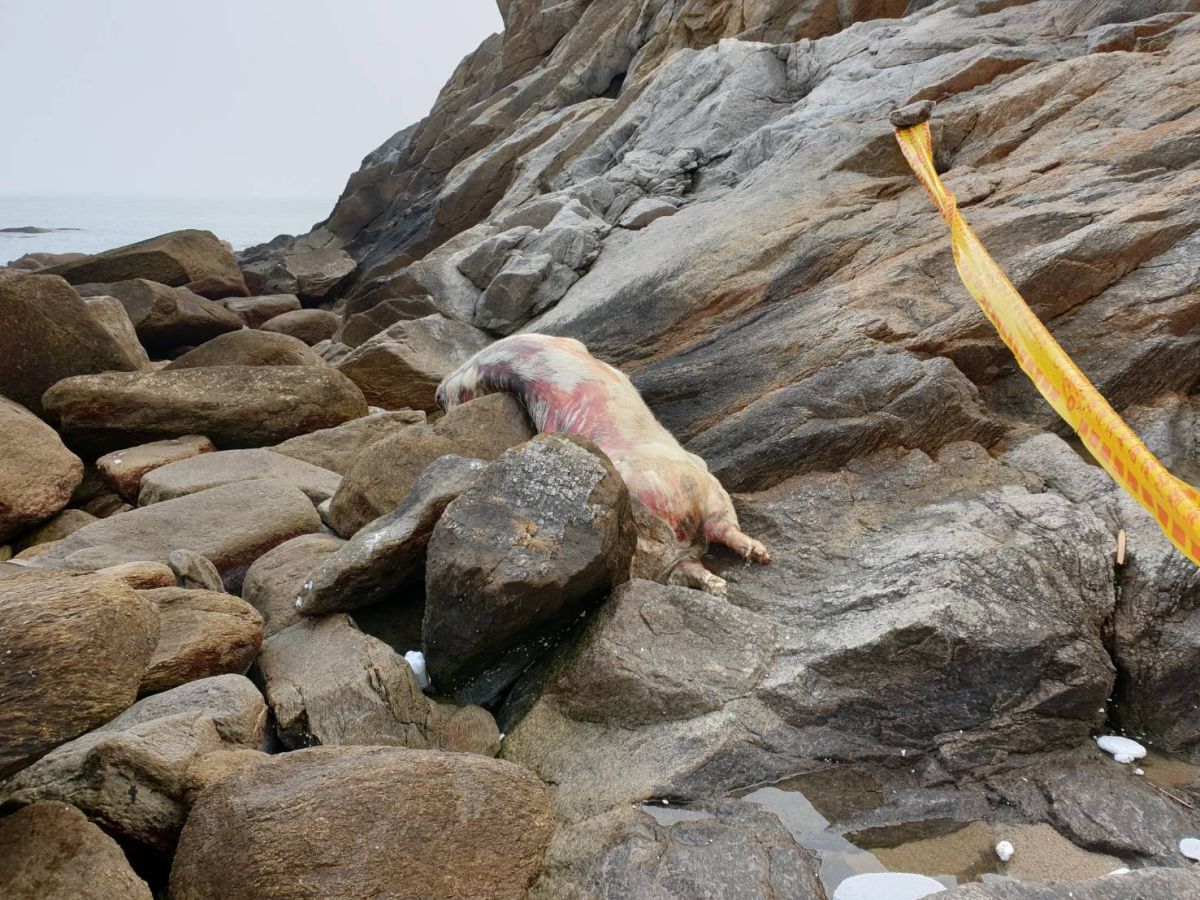 ▲金門4月7日及8日發現的非洲豬瘟病毒核酸陽性反應之境外漂流死豬，周邊半徑3公里內豬場檢驗結果，非洲豬瘟均為陰性。（圖／金門縣府提供）