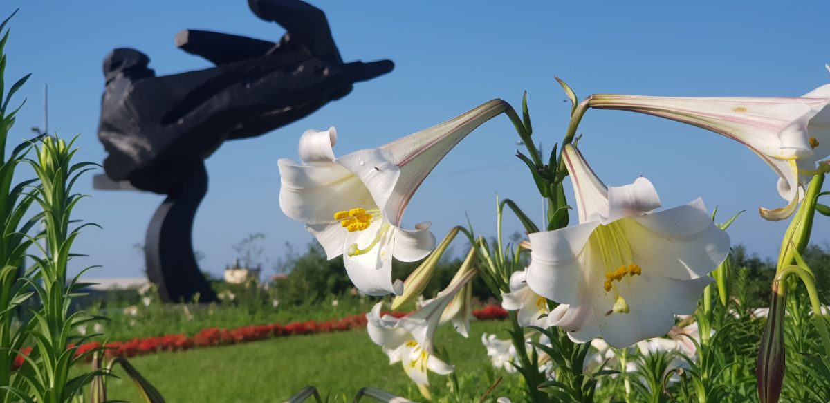 ▲新北市金山區台灣野百合盛開，民眾可在地標綠地上欣賞到朱銘大師的飛撲作品和百合花的嬌媚姿態。（圖／新北市金山區公所提供）