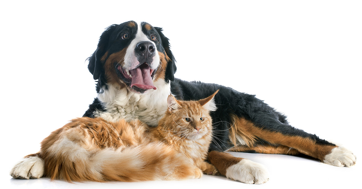 ▲據統計，每10隻犬貓就有1隻患有心臟相關疾病，以狗而言，最常見的後天性心臟病為慢性瓣膜疾病，貓則是肥厚性心肌病居多。（圖／ingimage）