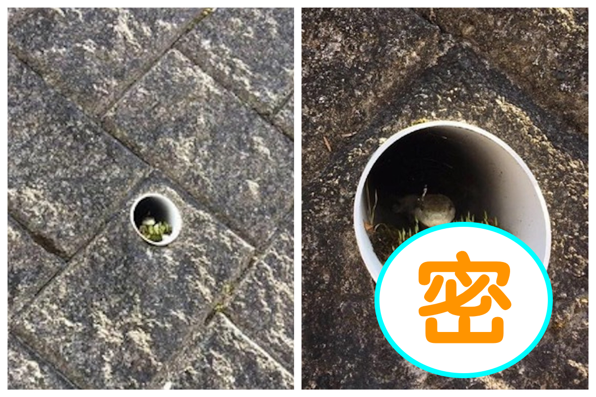 ▲網友發現路邊水管中的「蛇蛇之家」，「裝潢」的超高級。（圖／翻攝自爆笑公社）