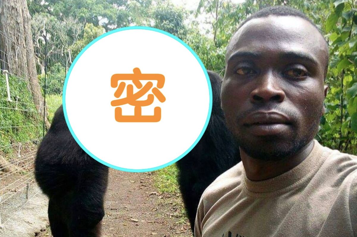 ▲一名國家公園巡守員和 2 兩隻山地大猩猩玩自拍，結果照片中的大猩猩超搶戲，令許多網友笑翻。（圖／翻攝自臉書「The Elite AntiPoaching Units And Combat Trackers」）