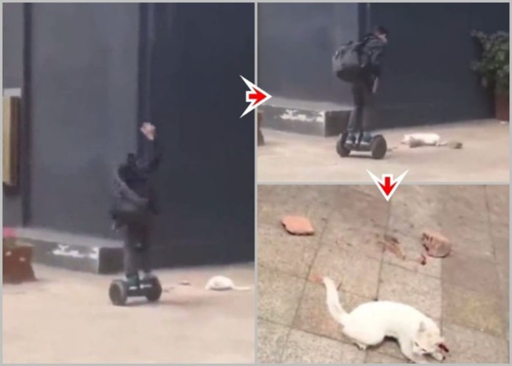 ▲四川一名小學生，拿磚頭砸流浪貓。（圖／翻攝網路）