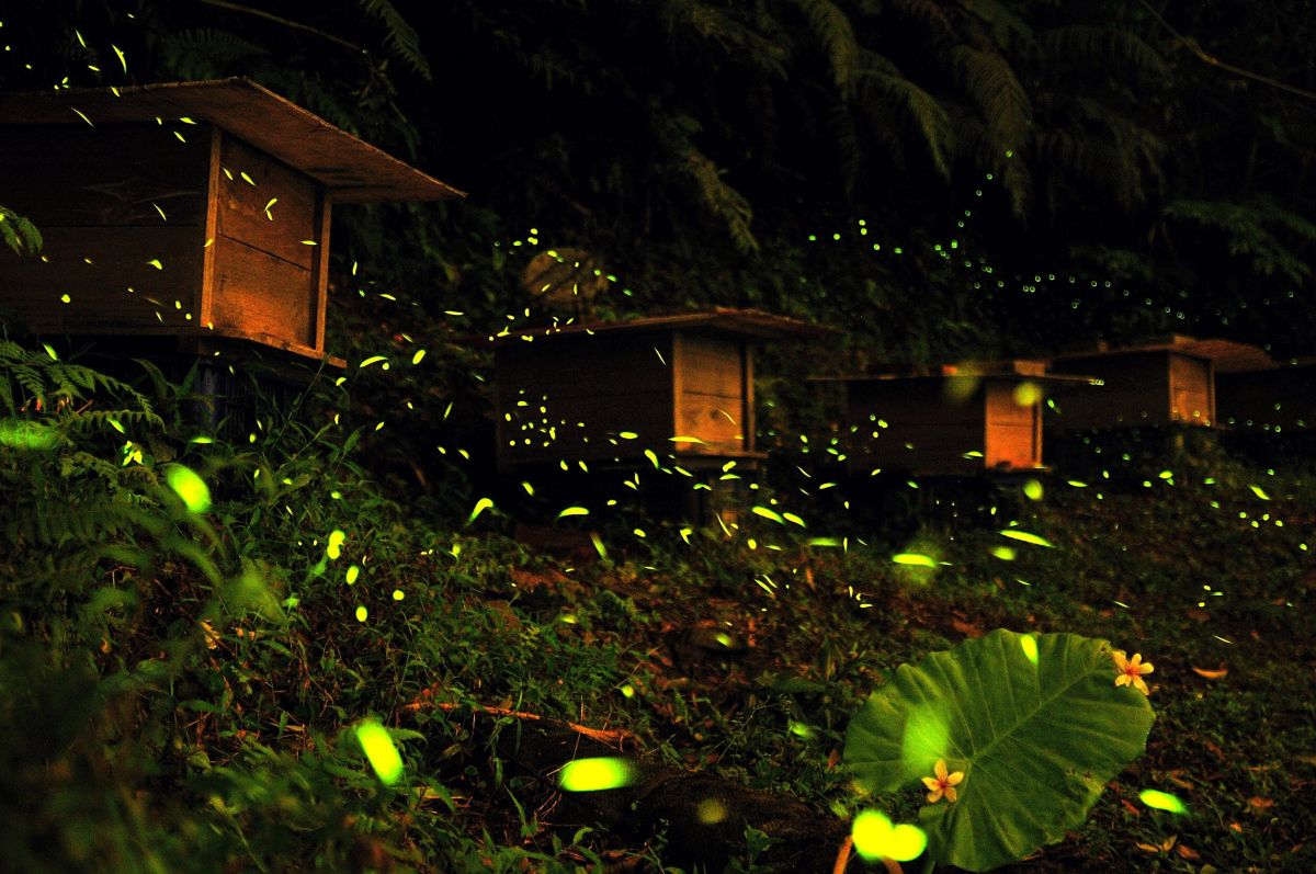 ▲「火金姑茶」品牌之一的茶農范添貴經營恬緣茶園，夜間可見螢火蟲浪漫飛舞。（圖／新北市農業局提供）