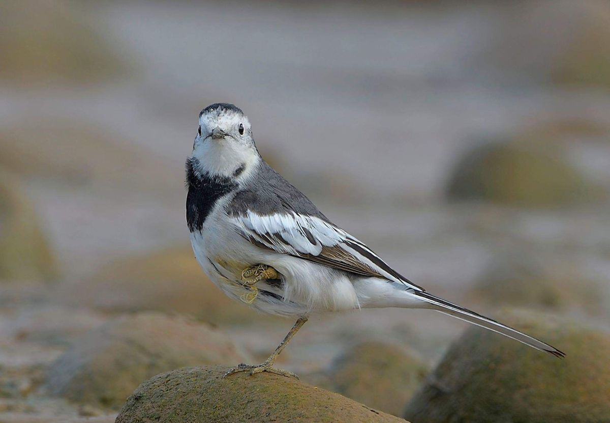 ▲鳥友到金山磺溪口拍到了一隻遭到釣魚線纏繞，導致一隻腳蜷縮殘疾的白鶺鴒。心中感到十分不捨，希望大家能夠愛護環境，保護這些鳥兒。（圖／拍鳥俱樂部鳥友林啟瑞, 2019.04.23）