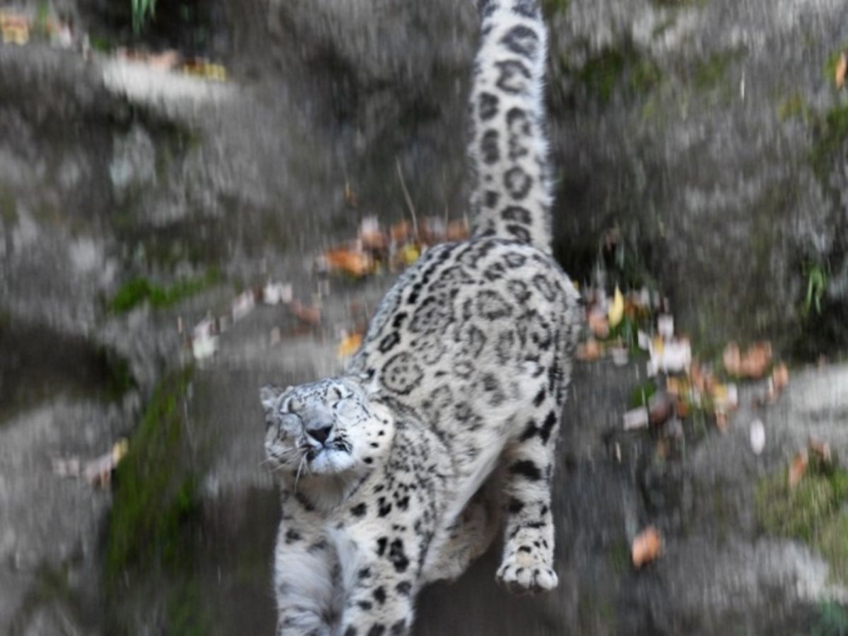 小雪豹做跳躍練習，閉眼咬牙超害怕。（圖／twitter＠vanity_temple）