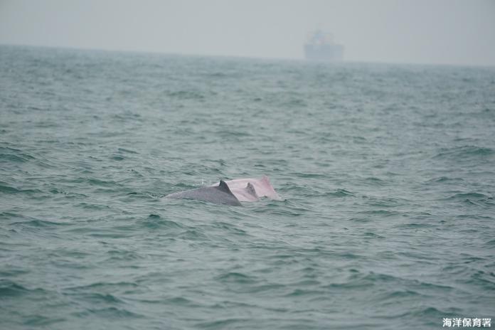 母子相互依偎　海保署觀測紀錄：3月目擊18隻白海豚　
