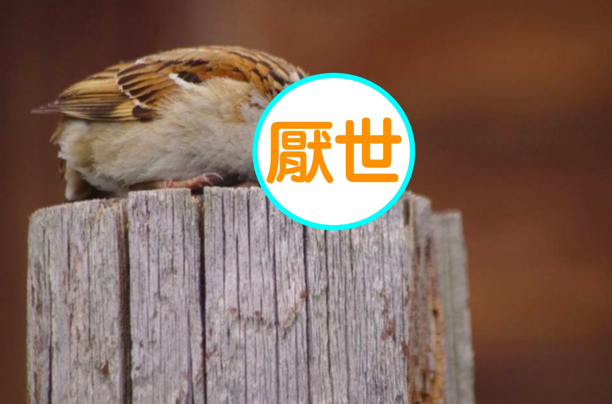 ▲日本攝影師意外拍下「超厭世麻雀」，讓許多網友看了心有戚戚焉。（圖／翻攝自 aerial2009 推特）