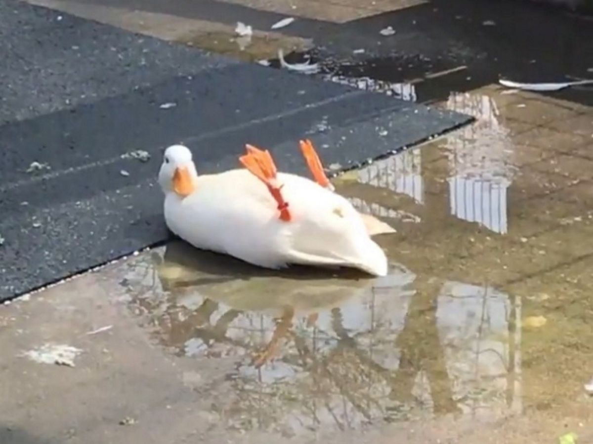 日本動物園有隻愛翻肚的鴨子。（圖／twitter＠_tominagakaori）