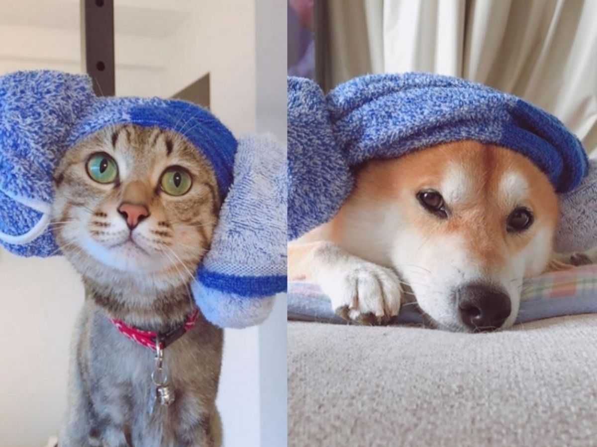 Halu與Mugi（圖／IG@halu4809）