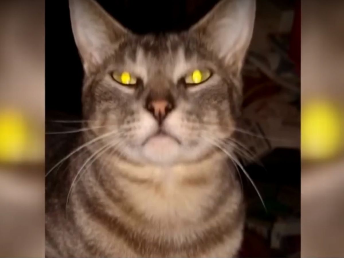 Harold說：「和平常不一樣的是，他湊著我的臉一臉驚恐地吼叫著，就像是要叫我快點出去一樣。」 (圖/Youtube@WJTV 12 News)