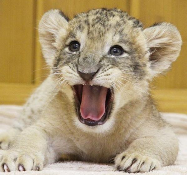 不要小看我，長大後我一定會變獅子王的！（圖／IG@ fuji_safari）