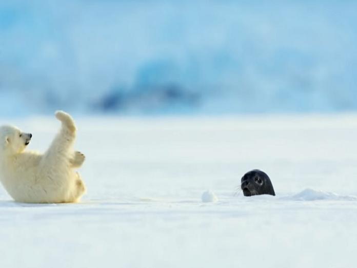 小北極熊被嚇到腳軟站不住，整個往後翻過去，模樣可愛到讓人噴鼻血！（圖／翻攝自youtube＠BBC）