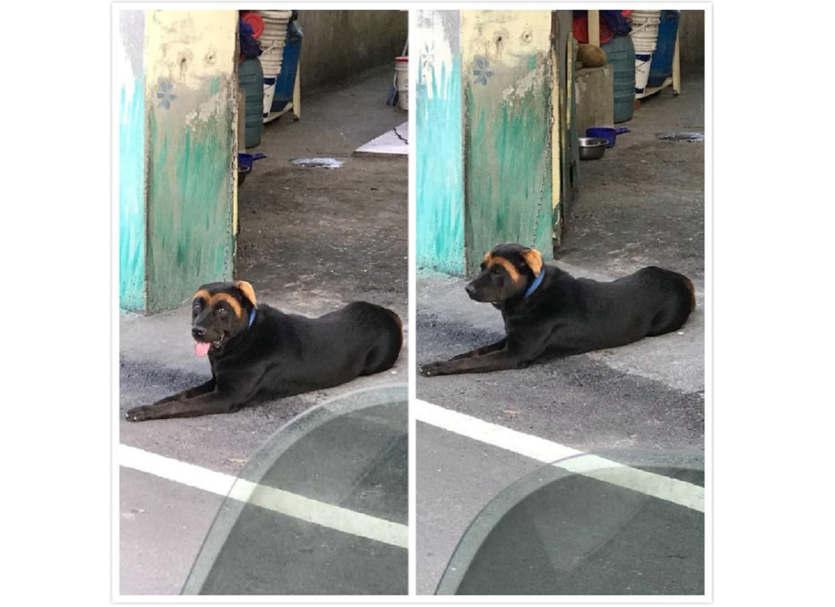 ▲黑狗「咖啡色 M 型粗眉」超幽默！百人笑翻：是兩津勘吉？（圖／取自臉書社團「米克斯傳奇」）